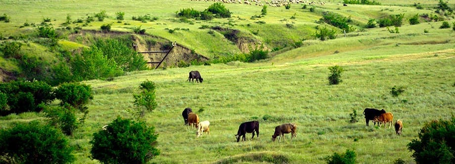 Thumbnail for FAO reports upward trend in meat and other commodity’s prices