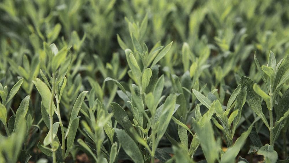 Thumbnail for Ingredion launches PURECIRCLE Clean Taste Solubility Solution 