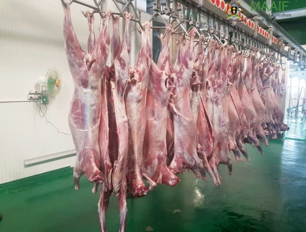 Thumbnail for Oman’s meat market shows encouraging growth as export surge by 45%