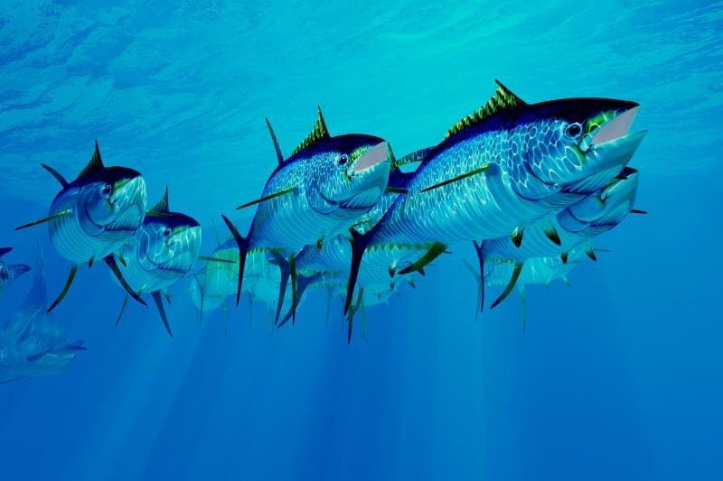 Thumbnail for Norway’s Andfjord Salmon Group AS secures US$33.6M investment for expansion