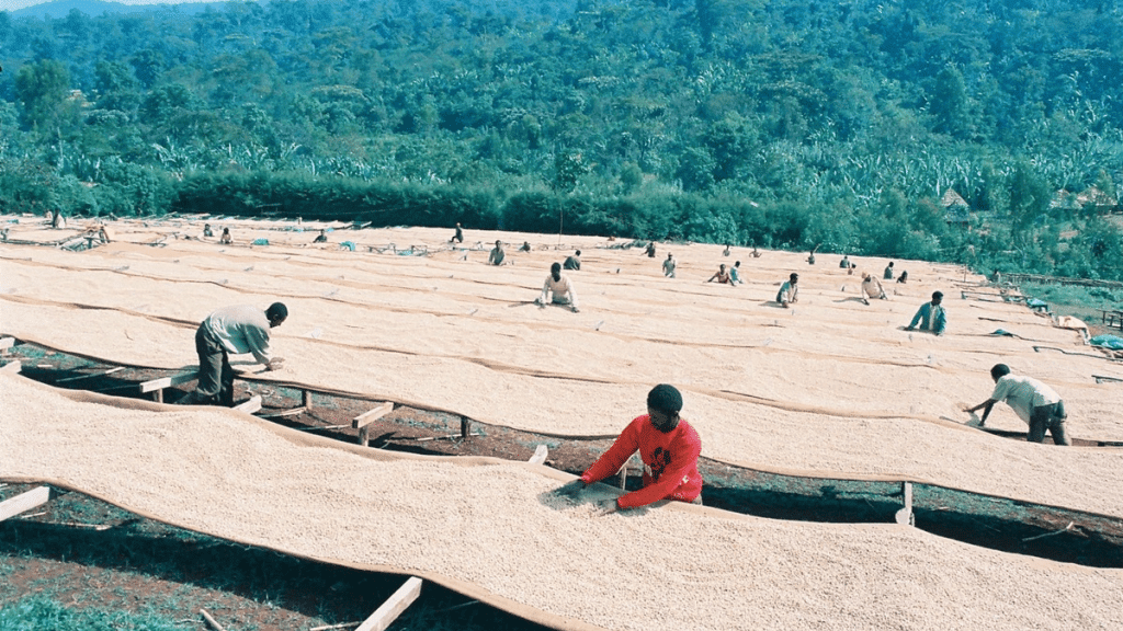 Thumbnail for Ethiopian coffee exports generate US$835.2M in revenue over nine months 