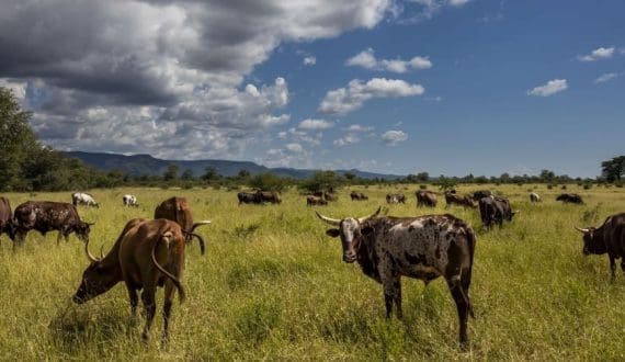 Thumbnail for Zambia aims to boost cattle production to 6.5 million by 2026