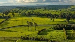 Limuru tea narrows H1 2026 loss to US$163.4K