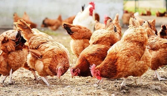 Thumbnail for Namibia lifts South Africa’s chicken import ban