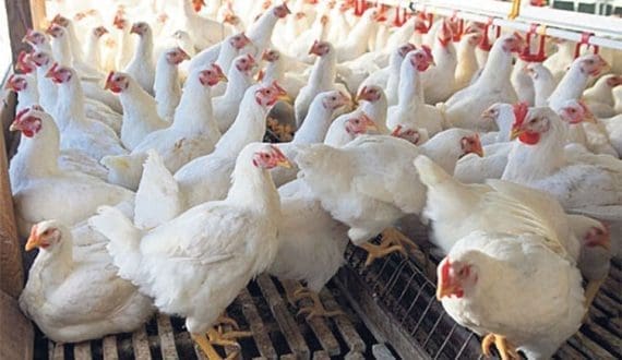 Thumbnail for Load shedding disrupts Zambian poultry industry operations