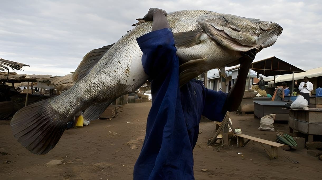 Thumbnail for Ugandan government urged to enforce fisheries law amid ongoing killings in fishing communities