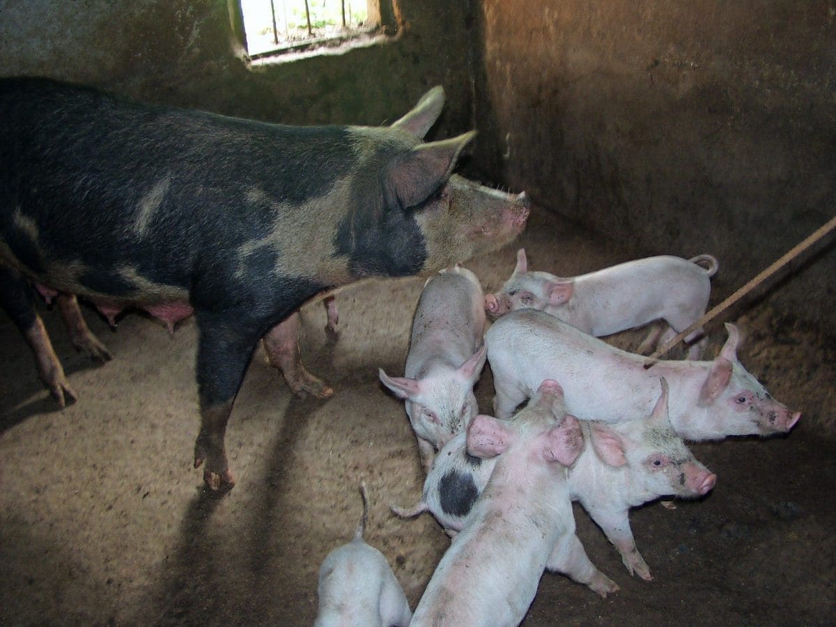 Thumbnail for China bans pig imports from Laos amid African Swine Fever outbreak