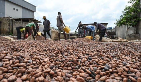 Thumbnail for Nigeria’s cocoa sector experiences resurgence as earnings increase by 279% in Q1 2024
