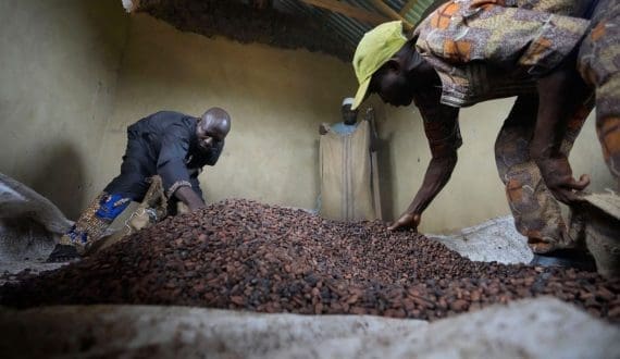 Thumbnail for Cocoa prices increase on dwindling US inventories