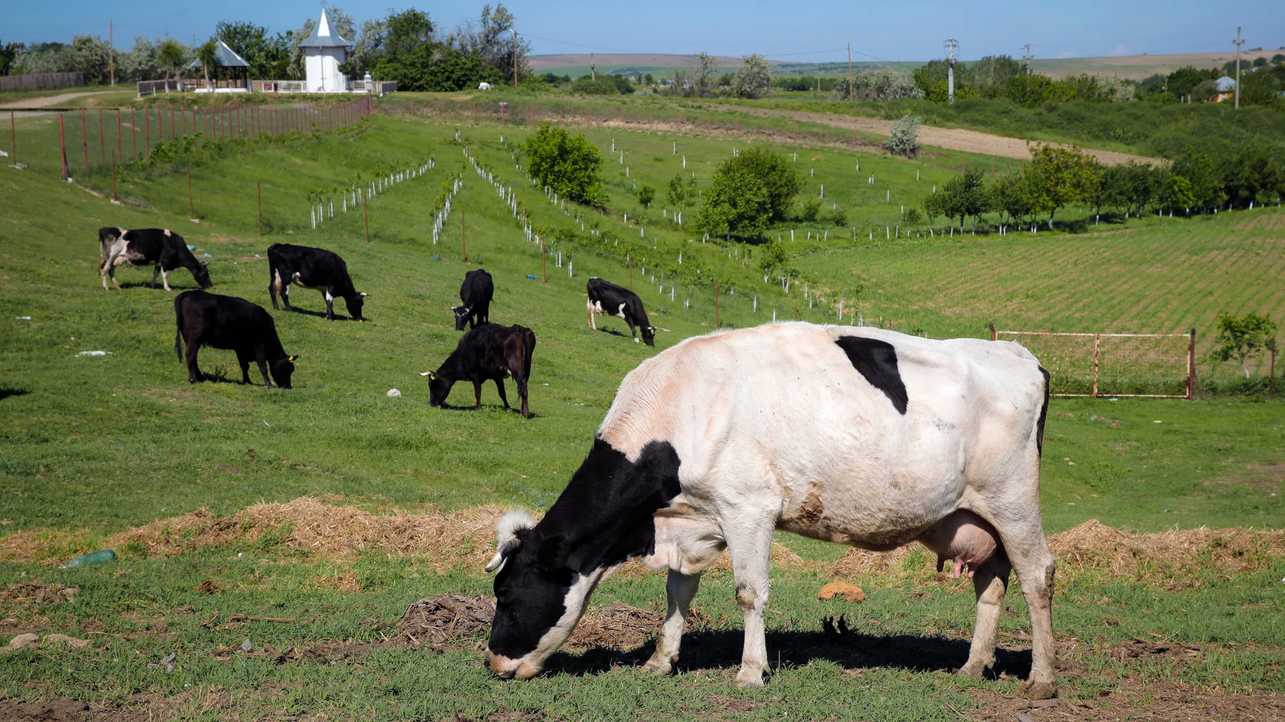 Thumbnail for Zambeef Products PLC shares rise amidst challenging market conditions