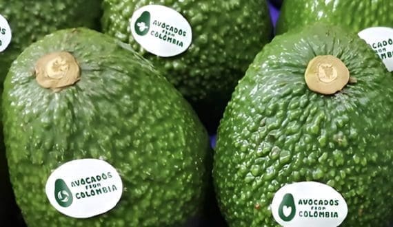 Thumbnail for Colombia launches new brand strategy for Hass avocado exports
