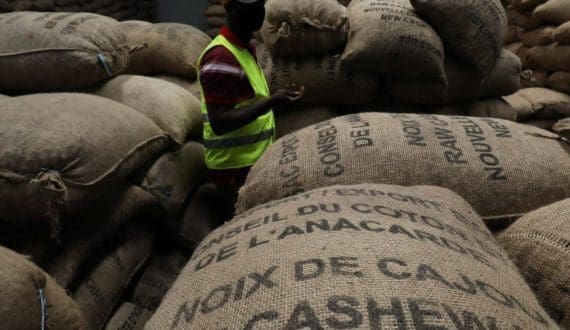 Thumbnail for Cashew Coast secures USD 9.7M to boost cashew processing in Côte d’Ivoire