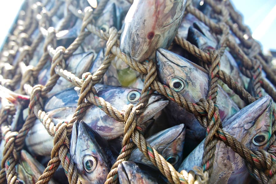 Thumbnail for Renewed trade tensions as Uganda confiscates fish consignments from Kenya, South Sudan