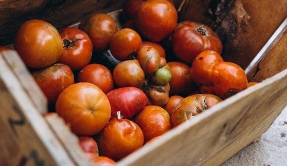 Thumbnail for Seasonal challenges, transport costs drive tomato price surge in Nigeria, expert says