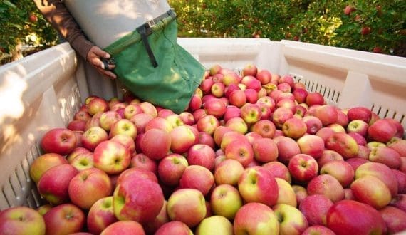 Thumbnail for South Africa restores access to Thai apple market after 16-year ban