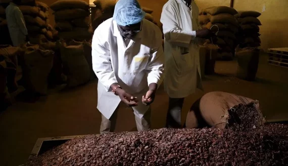 Thumbnail for Ghanaian government encouraged to grant tax exemptions to SME cocoa processors
