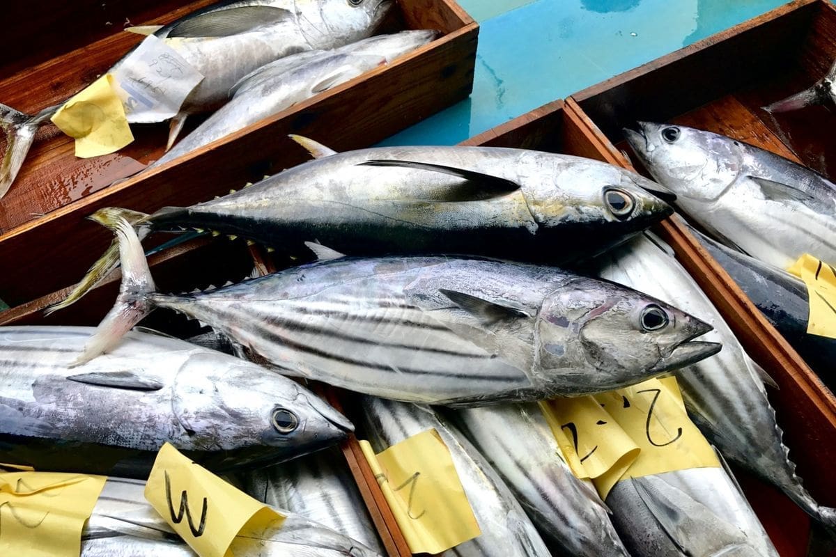 Thumbnail for Thai Union says 84% of tuna now comes from certified or improving fisheries
