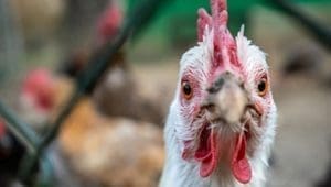 World Bank approves US$60 million to expand Congo’s poultry, aquaculture sectors