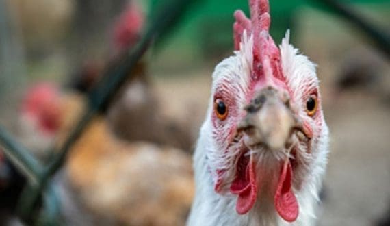 Thumbnail for Namibia’s poultry prices expected to stabilize in 2024, report says