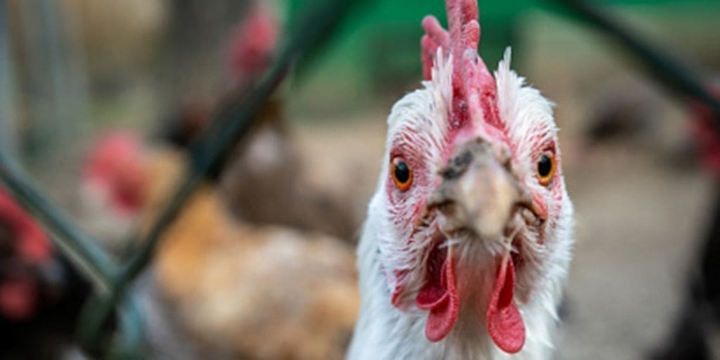 Australia confirms local spread of H5N1 bird flu among wild birds