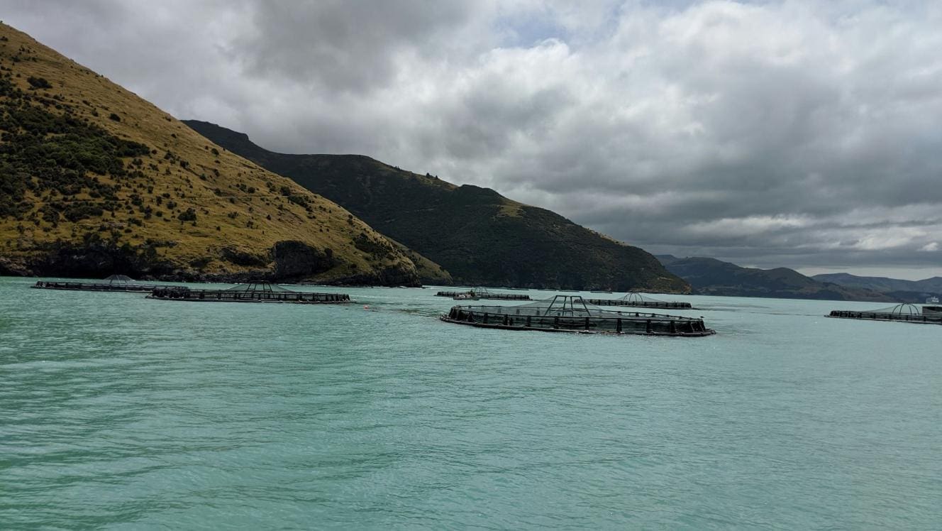 Thumbnail for New Zealand moves to extend marine farm licenses