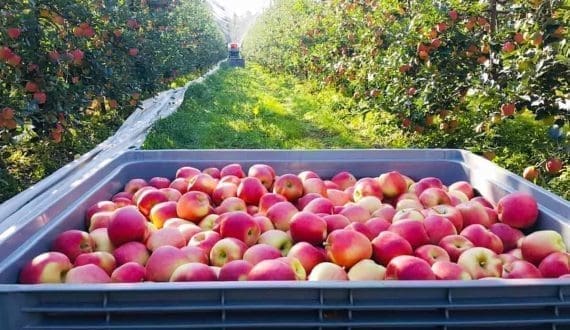 Thumbnail for Confidence in South Africa’s agribusiness sector at 15-year low, ACI