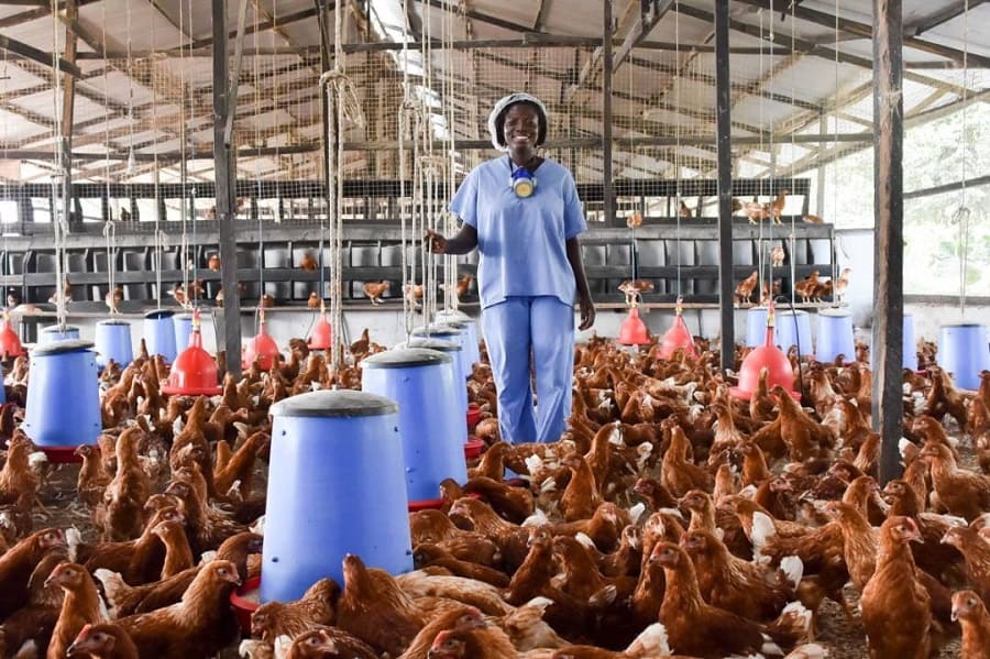 Thumbnail for Pilgrim’s Pride profit drops 96% in Q2 despite steady demand for chicken
