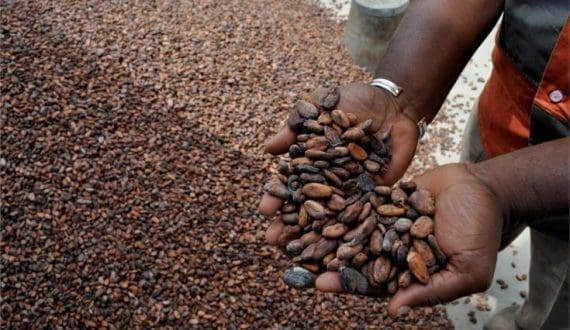 Thumbnail for Cocoa prices rally sharply amid renewed Ghana supply concerns