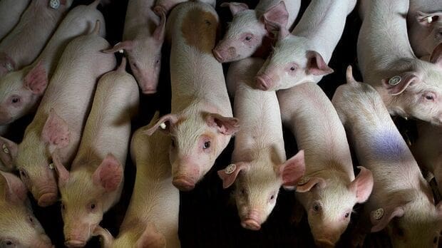 Thumbnail for Chinese pork industry sees growth amid trade investigations, policy shifts