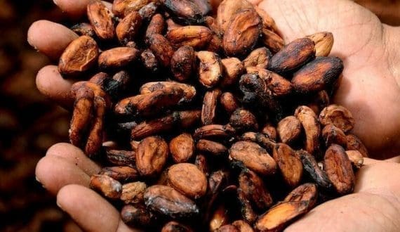 Thumbnail for Côte d’Ivoire secures US$309.3M EU-EIB funding for climate action, cocoa sustainability, and reforestation
