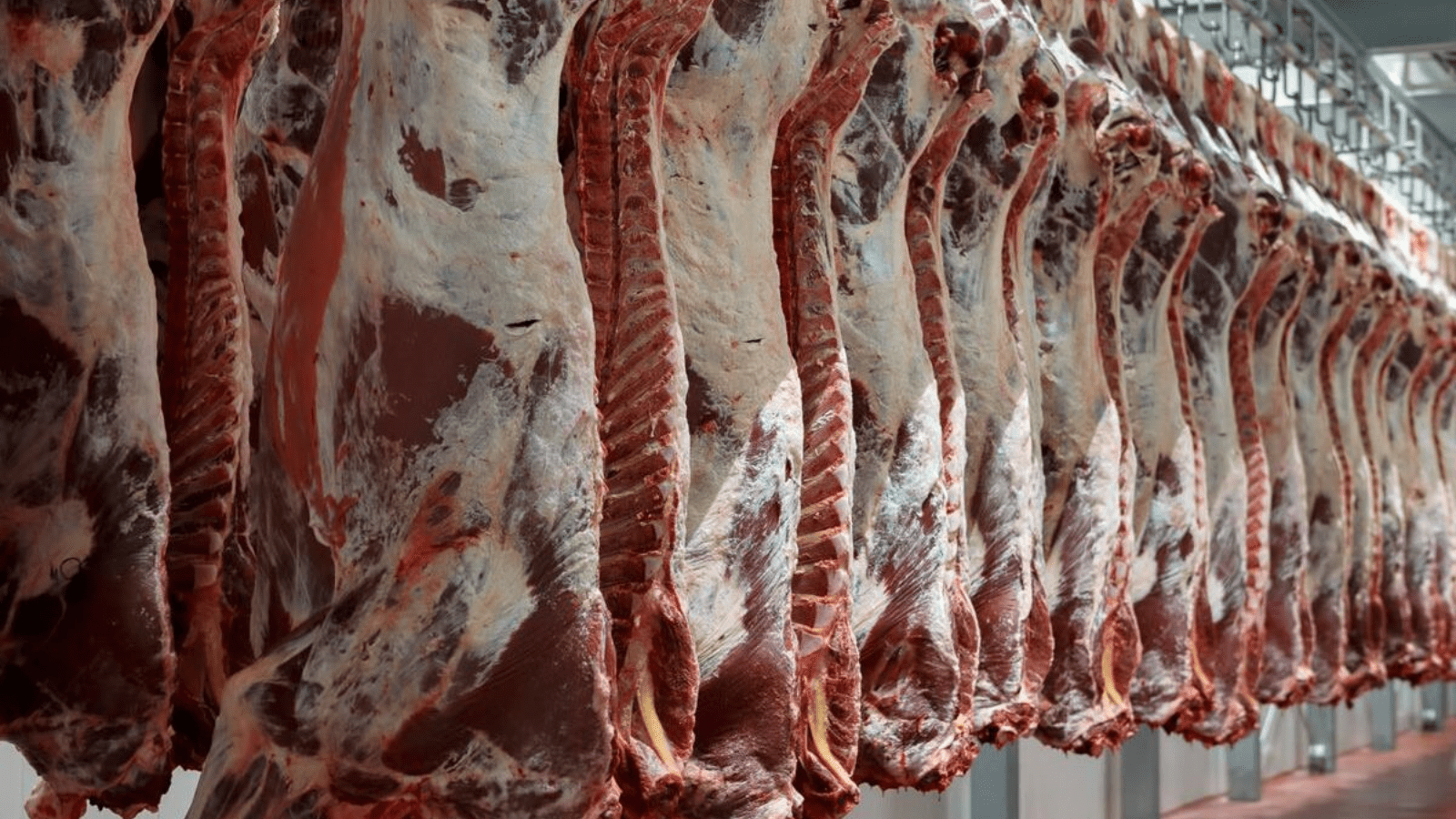 Thumbnail for Uruguay in talks to secure pathway for tariff-free meat exports to China