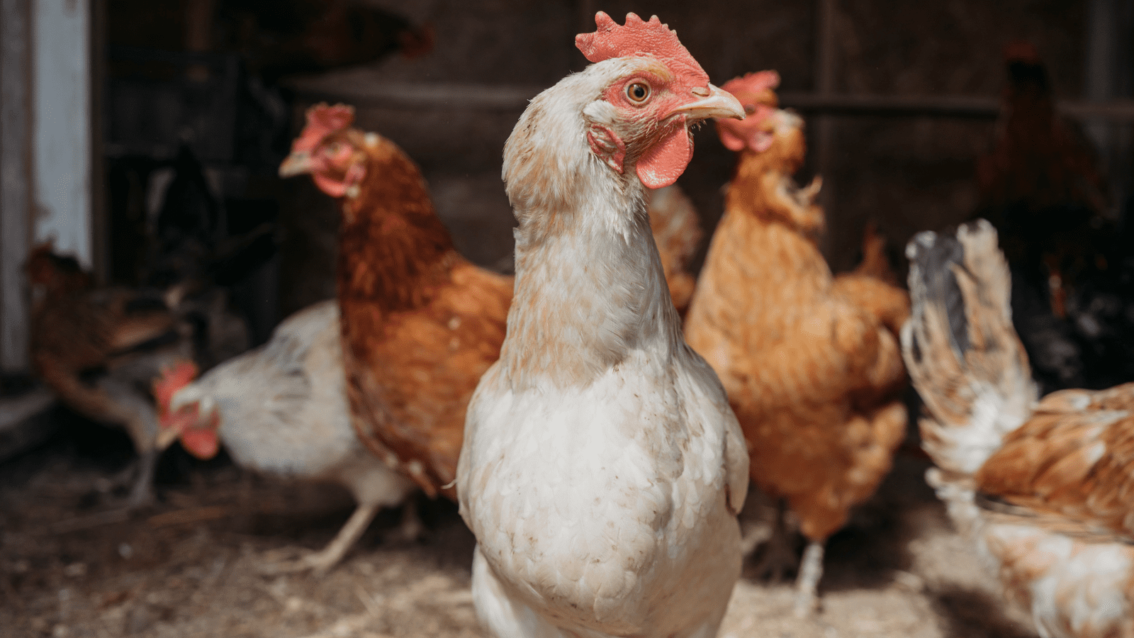 Thumbnail for Awdi Gardens expands offerings amid export challenges
