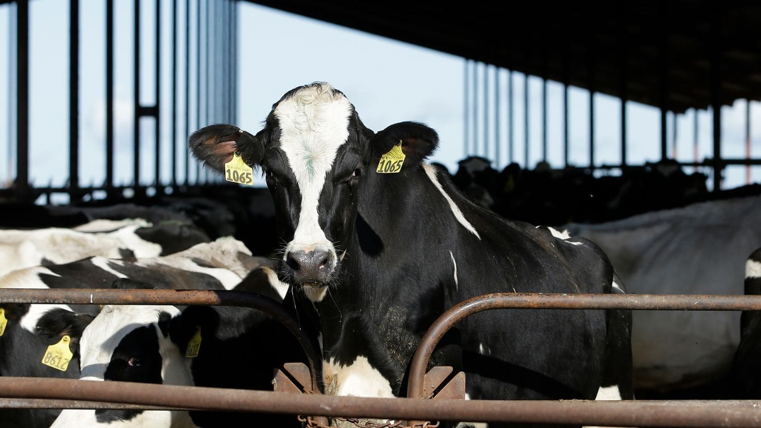 Thumbnail for French meat consumption declines amid climate concerns, political shifts