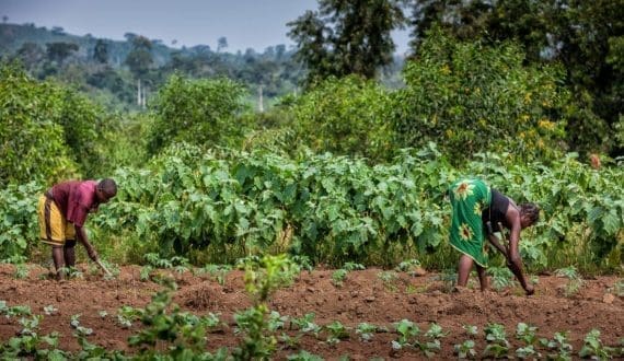 Thumbnail for DRC secures US$260.4M loan from AfDB to enhance agricultural value systems