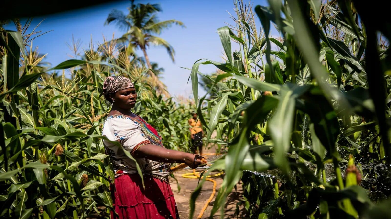 Thumbnail for Ghana partners with Italian Firm for US$98.5m agricultural project