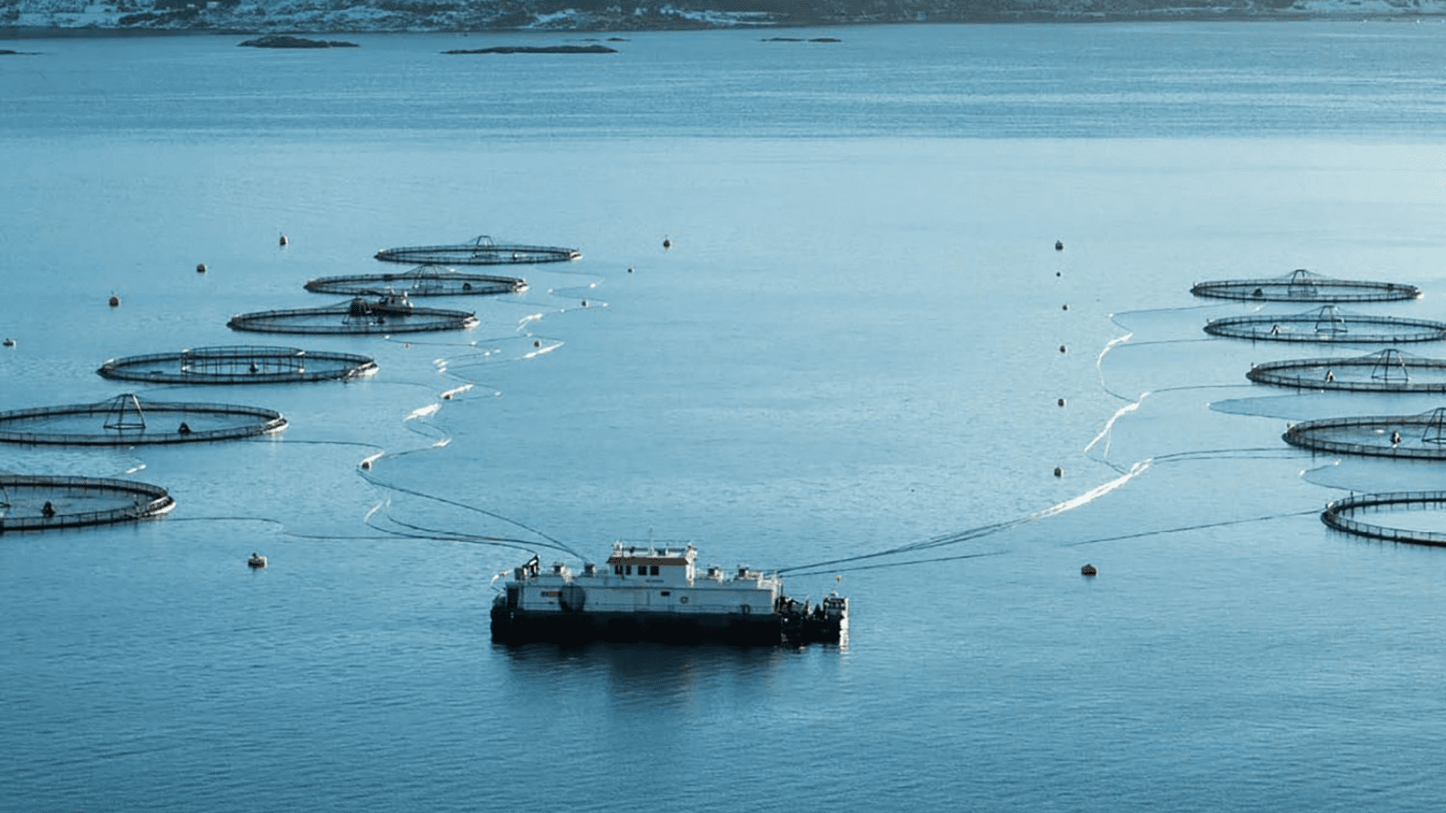 Thumbnail for Mowi reports Q2 2024 earnings, announces review of Canadian operations