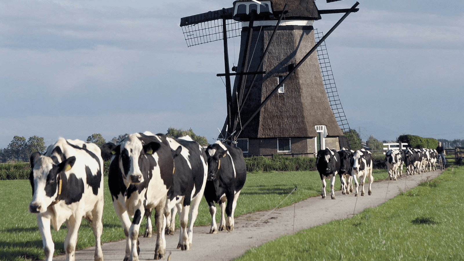 Thumbnail for European Commission Approves US$779M scheme to close Dutch livestock farms