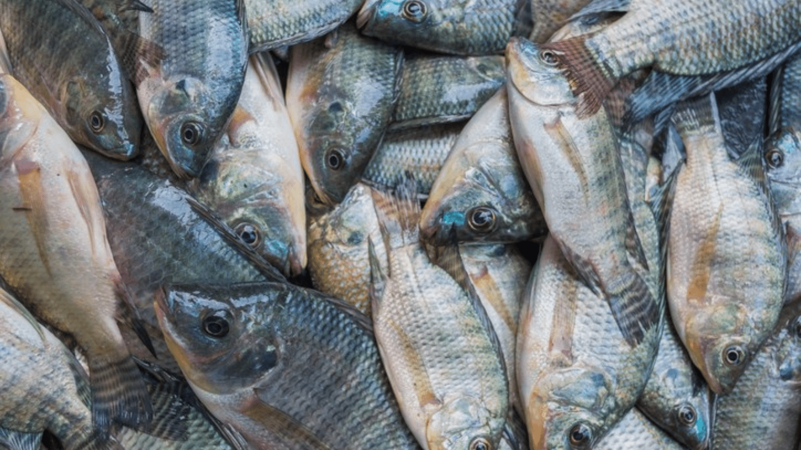 Thumbnail for Angola’s tilapia production set for major boost with new initiative