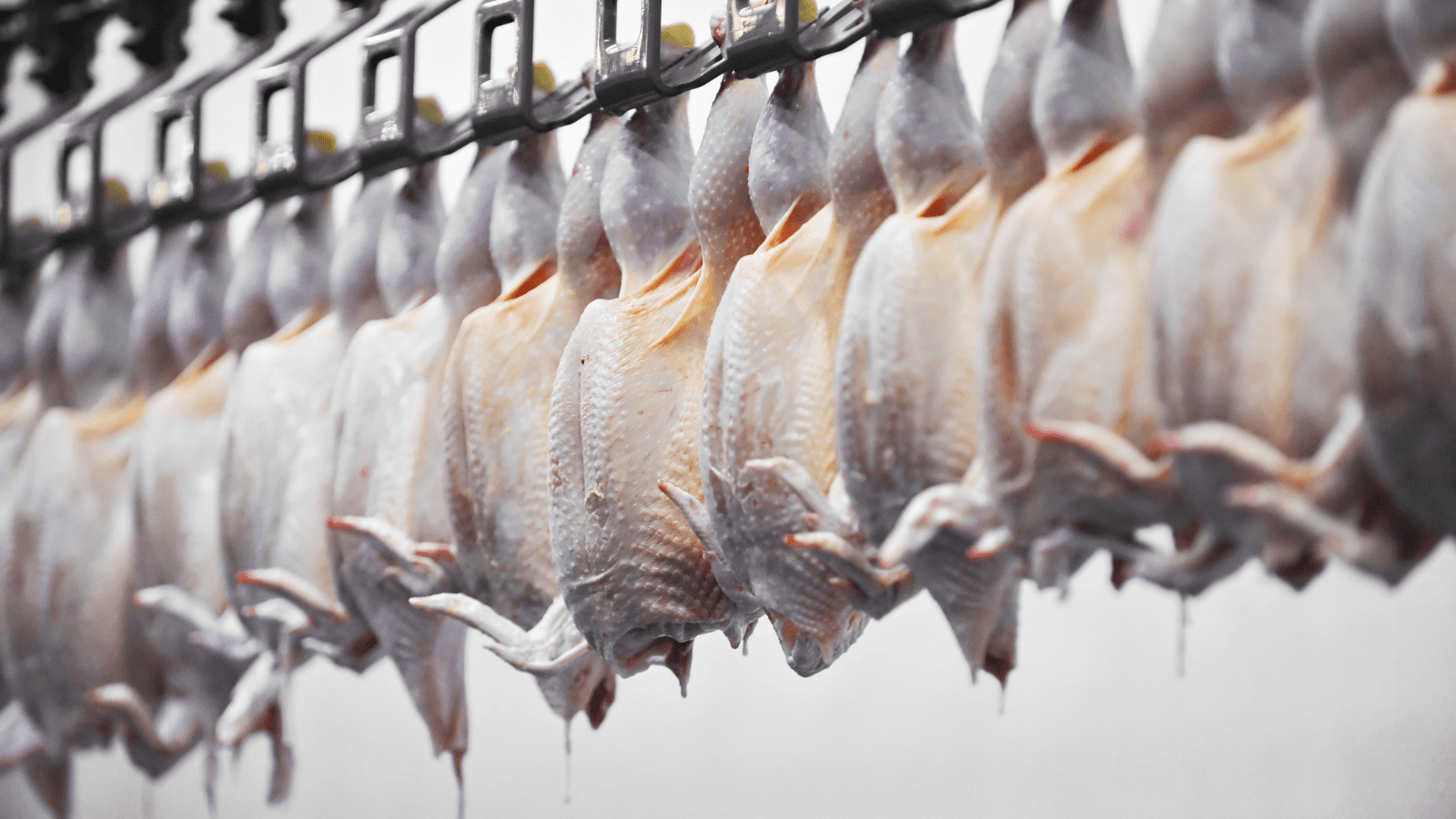 Thumbnail for Hill Group owner builds Tanzania’s first poultry processing plant