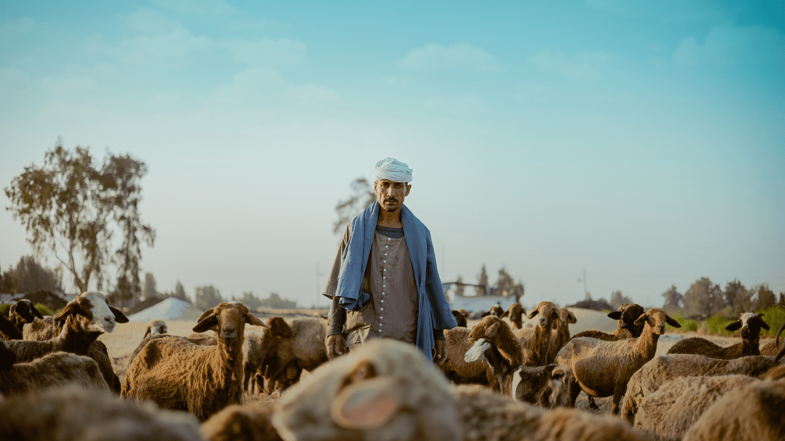 Thumbnail for Egypt to boost meat supply with livestock imports from Somalia, Djibouti