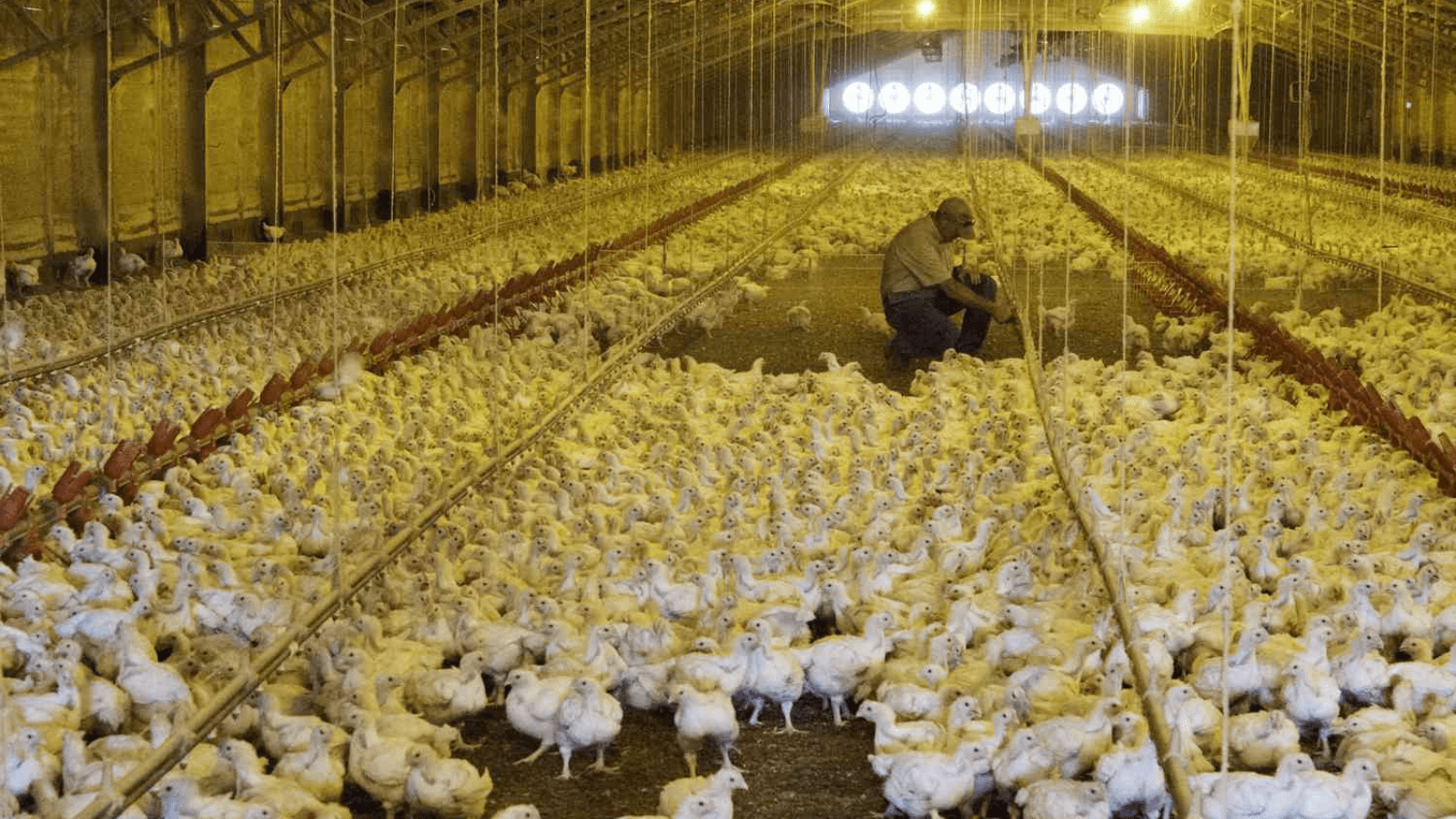 Thumbnail for Cargill to restructure operations amid market challenges