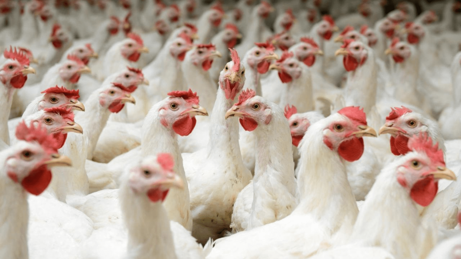 Thumbnail for France to launch second Avian Flu vaccination drive for farm ducks
