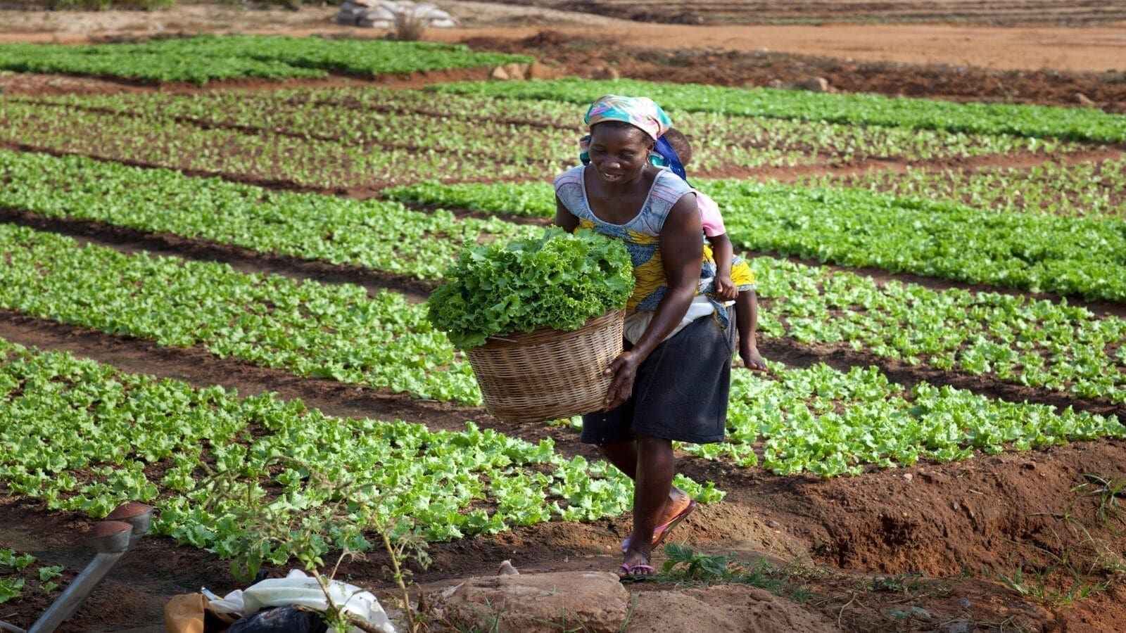 Thumbnail for AFDB approves US$26.55M for Togo’s second  Agro-Food Processing Zone Project