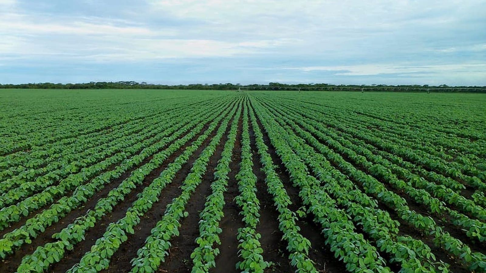 Thumbnail for USAID launches US$49M initiative to boost incomes, improve nutrition in Kenya 