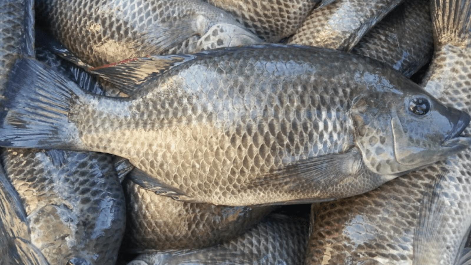 Thumbnail for Rwanda certifies new Tilapia hatcheries, promises to Boost Aquaculture Sector