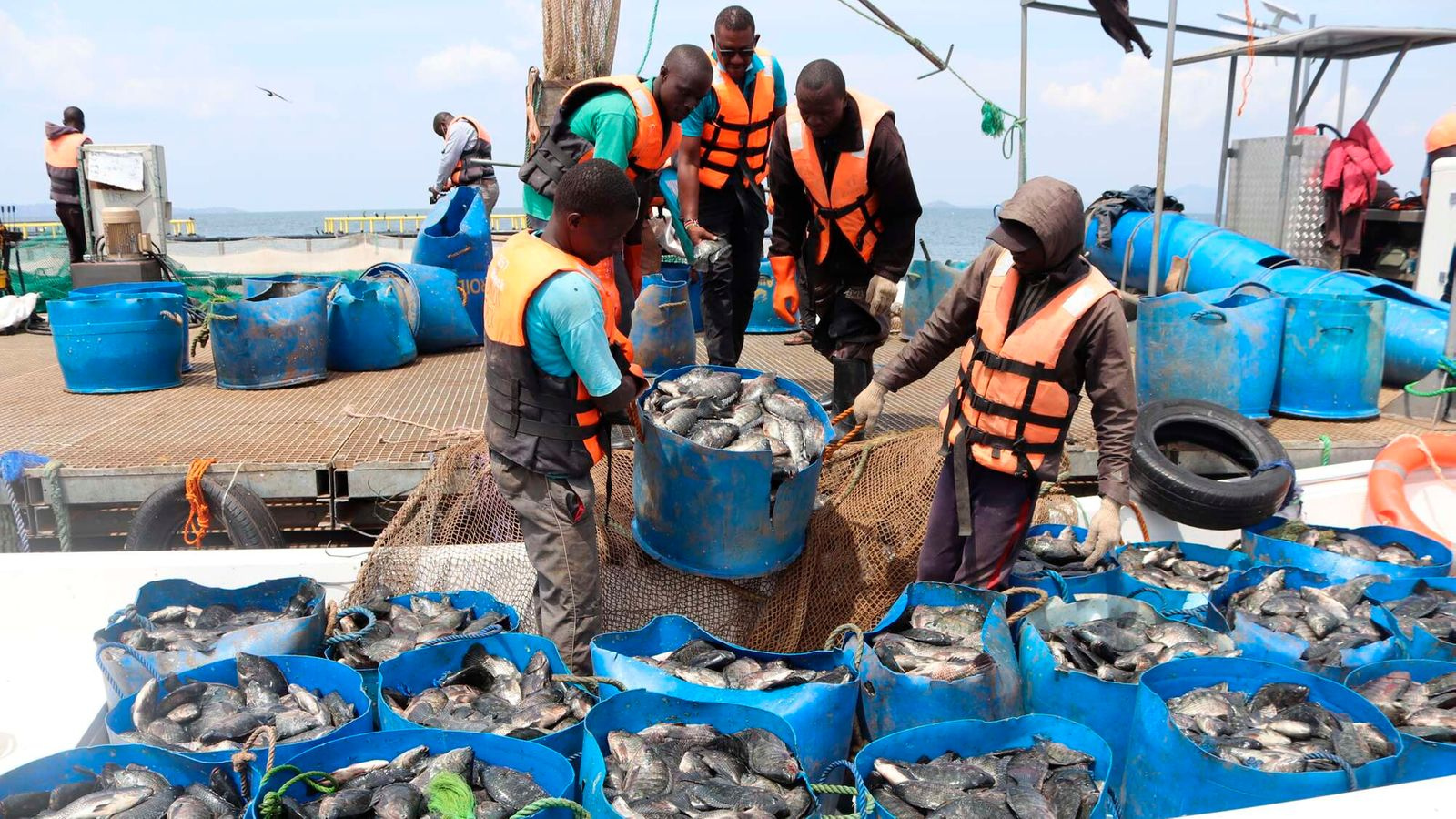 Thumbnail for Victory Farms announces US$5.8M expansion of tilapia cage farming in Lake Victoria