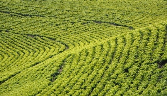 Thumbnail for Ethiopia’s Tea industry sees 34% growth in 2023/24 FY, revenue exceeds US$2M