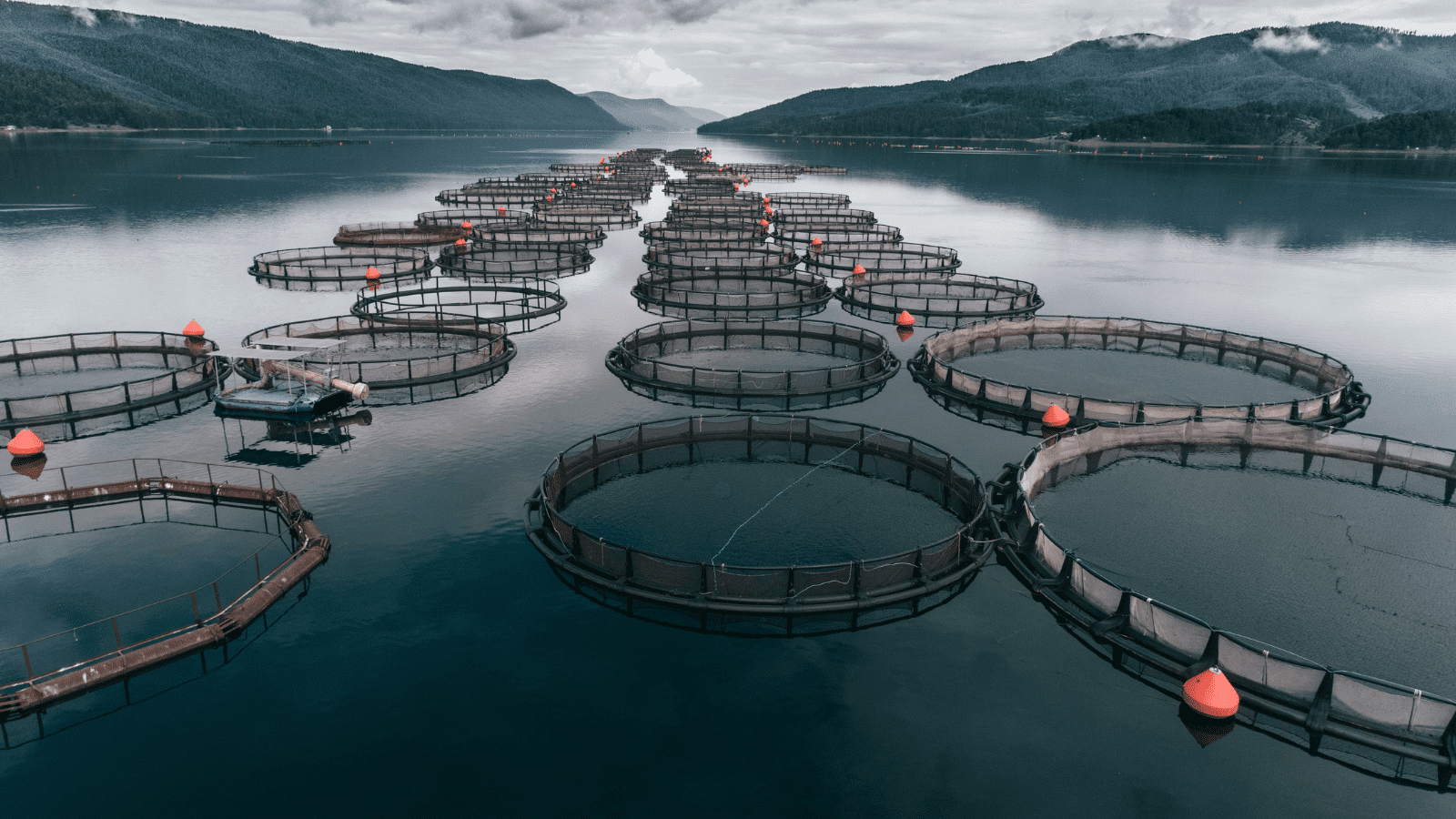 Thumbnail for Norway’s seafood industry achieves record US$3.99B third quarter exports