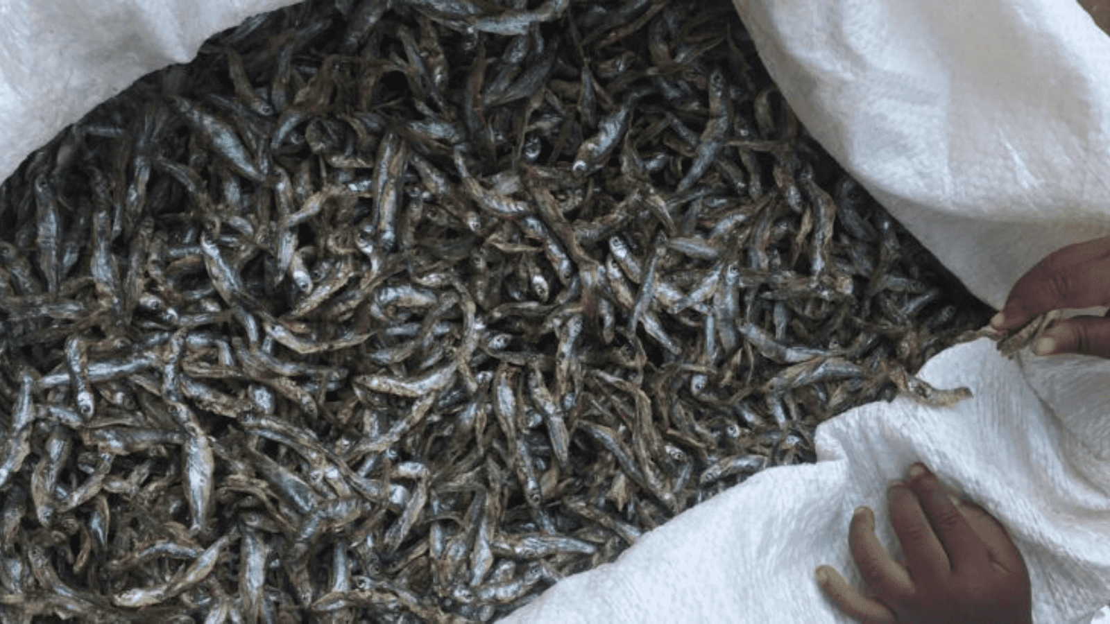 Thumbnail for Blue Revolution Fund secures US$100M in commitments for aquaculture ventures