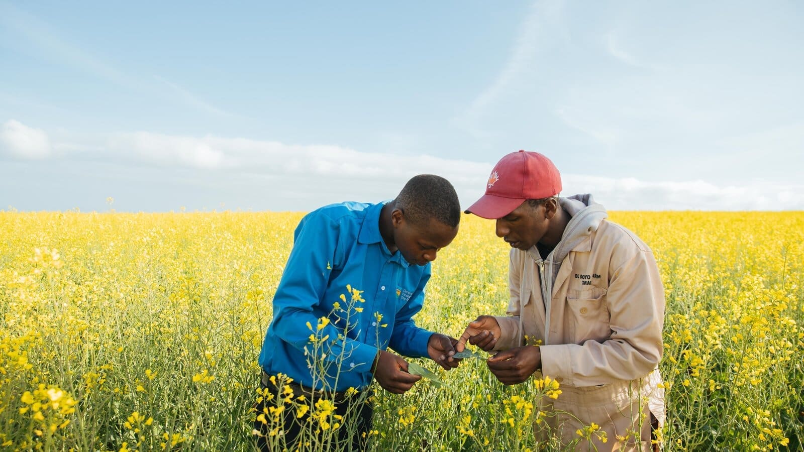 Thumbnail for Agventure secures US$9.5M investment from AgDevCo to expand canola oil and seed processing